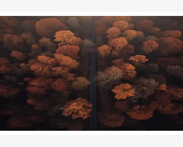 调养脾胃肝脏，享受健康长寿的秘密